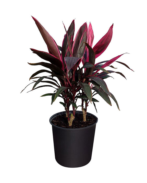 Cordyline