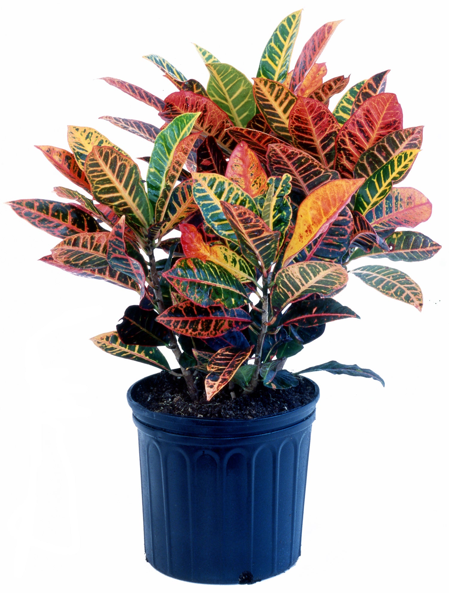 Croton 'Petra' Plant