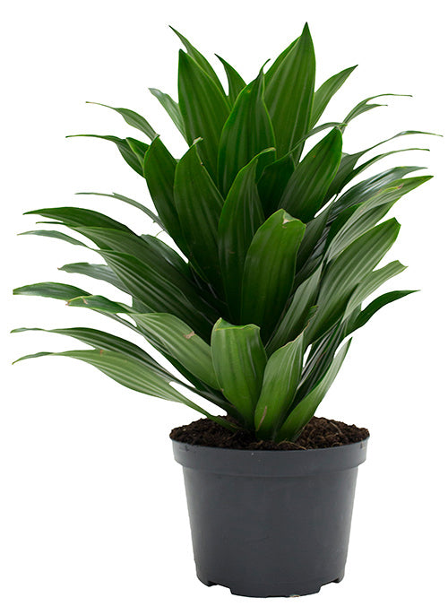 Dracaena  - Janet Craig