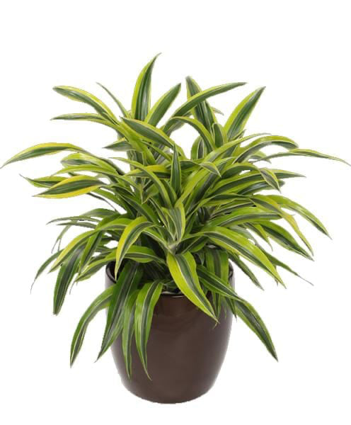 Lemon Lime Dracaena