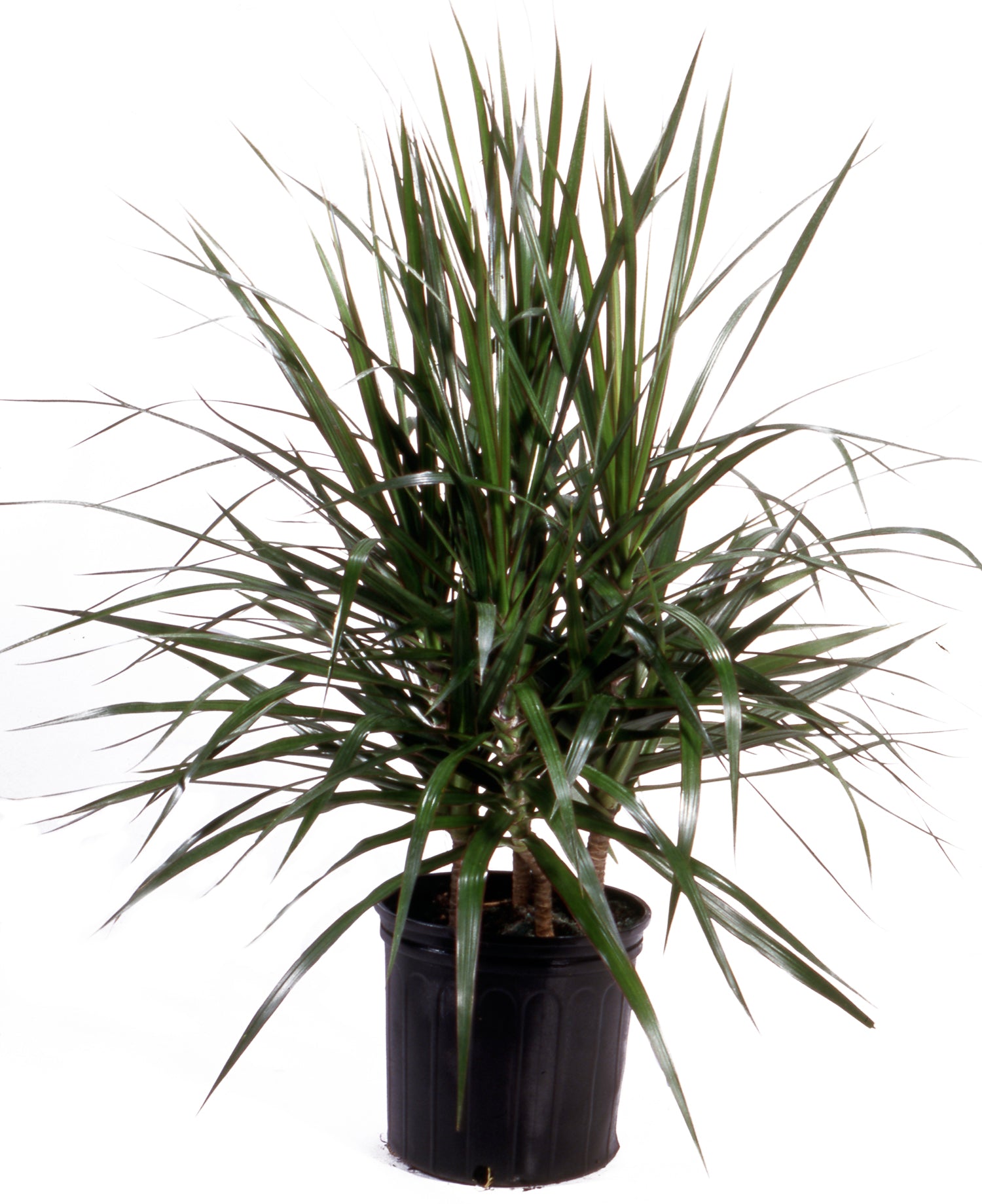 Marginata  - Braided Madagascar Dragon