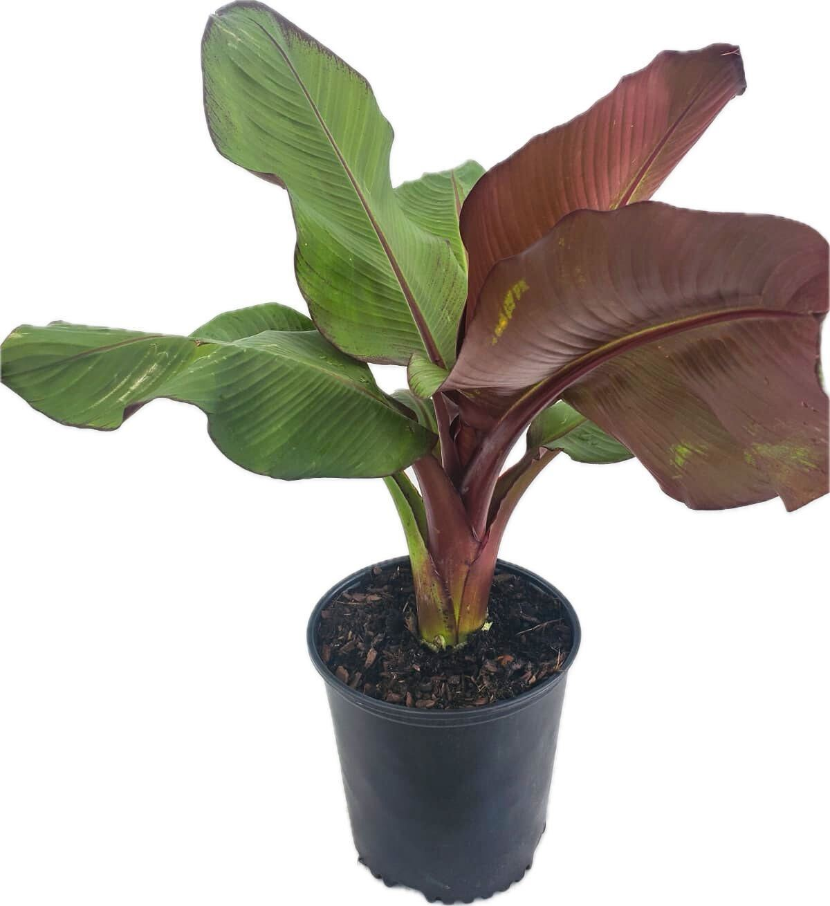 Red Banana Ensete - Red Abyssinian Banana Tree