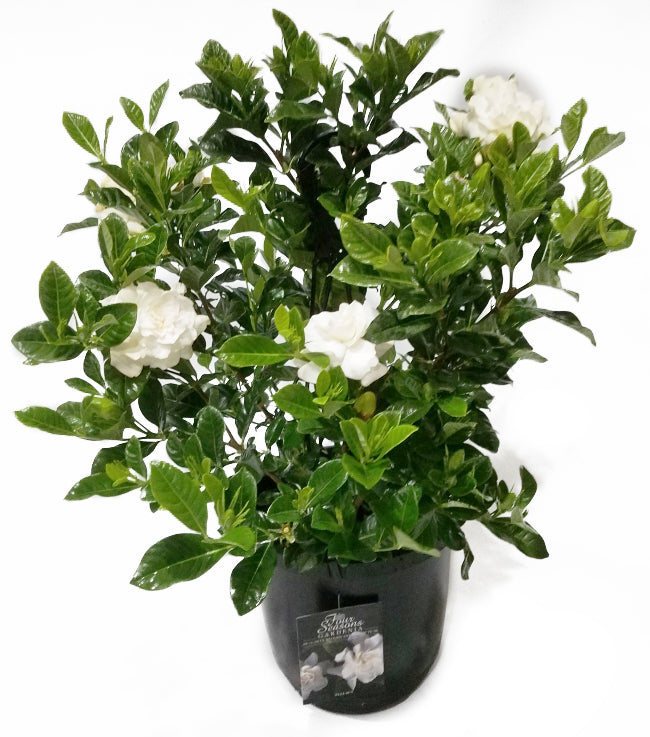 Four Seasons Gardenia