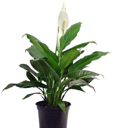 Spathiphyllum - Peace Lily Plant